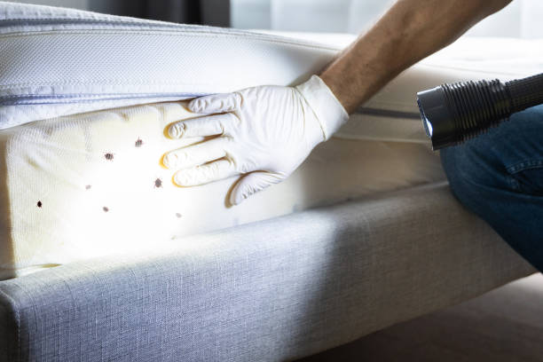 Best Affordable Pest Control Services  in Toledo, OR